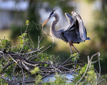 Great Blue Heron with twig, Venice Rookery, Florida
