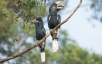 Budongo forest, Murchison