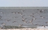 Black Skimmers