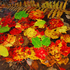 New Brunswick Autumn Foliage - Colorful Discards