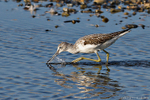 Greenshank (Tringa nebularia) portfolio