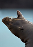 Galápagos Sea Lion