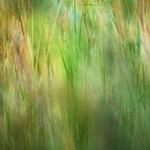 3rd July Summer Grasses
