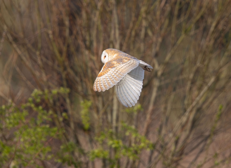 Barn Owl - Lunt Meadows nature reserve - Thornton - Liverpool