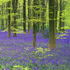 Bluebells - An English Spring EDC072