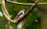 Silver-breasted Broadbill