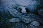 Stone Lizard