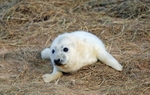 Atlantic Grey Seal