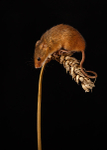 Small Creatures-11