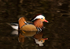 Mandarin Duck