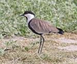 Spur Winged Plover