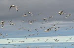 Kittiwakes