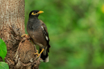 Common Myna perched on tree trunk, Hawaii
