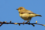 ChiffChaff