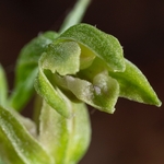 Slender helleborine (Epipactis exilis syn E. gracilis)