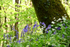 Bluebells near Looe in Cornwall