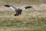 Upland Goose (female) about to land, Carcass Island, Falklands