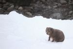 Arctic Fox above rocky shore, Hornstrandir, Iceland
