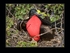 Male frigatebird