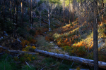 Autumn in the Catalinas
