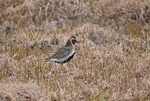 Golden Plover