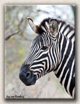 Zebra Profile 3
