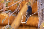 Bird Southern Black Flycatcher
