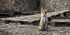 Farmyard Fox
