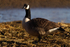 Canada Goose - Lackford Lakes