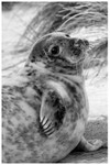 Grey Seal in Winter Dunes 4