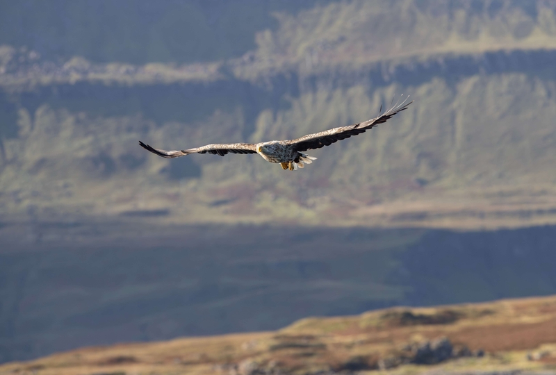 White Tailed Eagle - Isle of Mull - Scotland