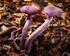 Amethyst Deceiver (02)