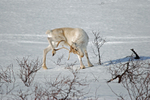 Reindeer