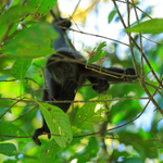 Howler Monkey feeding upside down, Manuel Antonio, Costa Rica