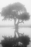 Kenya Sausage Tree