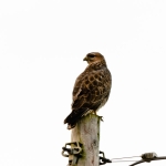 Buzzard