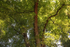 Frenchay Common tree canopy FR _008