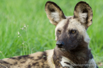 African Wild dog in summer