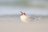 Forster's Tern yawning, Fort De Soto, Florida