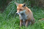 Red Fox