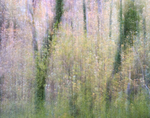 3rd Nov Woodland Abstract