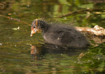 Coot