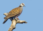 Adamawa Turtle Dove