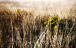 Grass 11