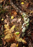 Autumn Floor, Derrycunnihy Woods, Killarney, Co Kerry
