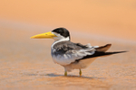 Large-billed Tern portfolio