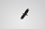 White-tailed Eagle