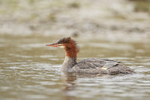 Common Merganser, Silver Salmon Creek, Alaska