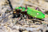 Tiger Beetle