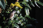 Eurasian Blackcap portfolio